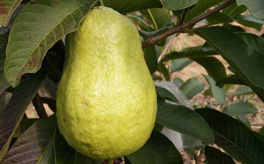 吃番石榴有什么好处？