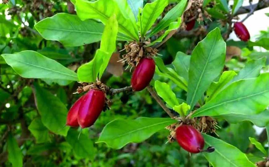 神秘果(变味果、奇迹果)