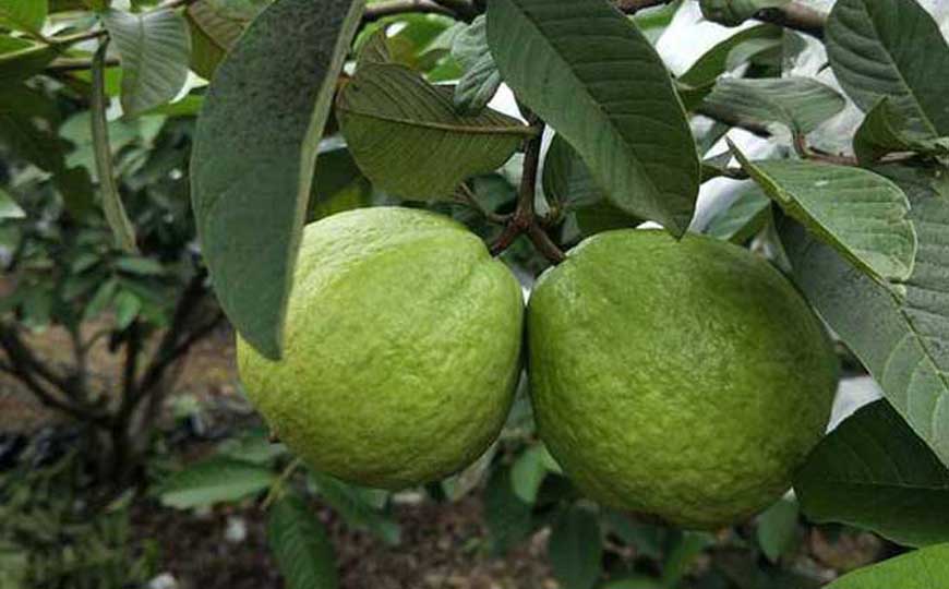 吃番石榴上火吗？