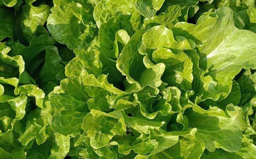 生菜(叶用莴笋、鹅仔菜)