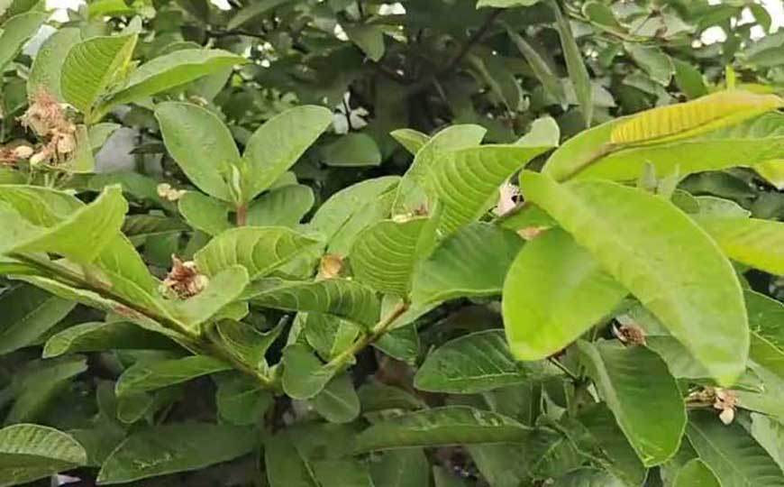 番石榴树种植技术及病害防治