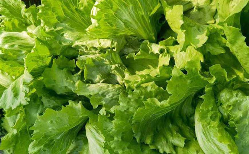 生菜是什么植物？