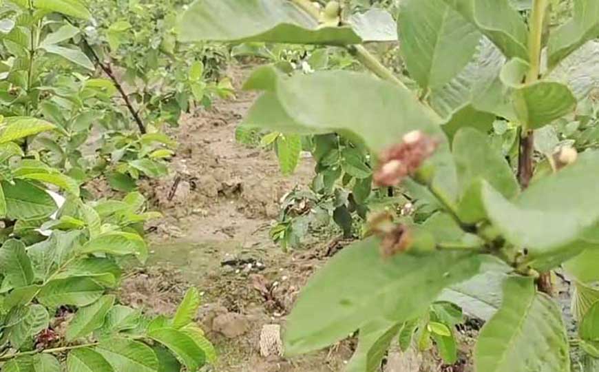 芭乐是什么植物？