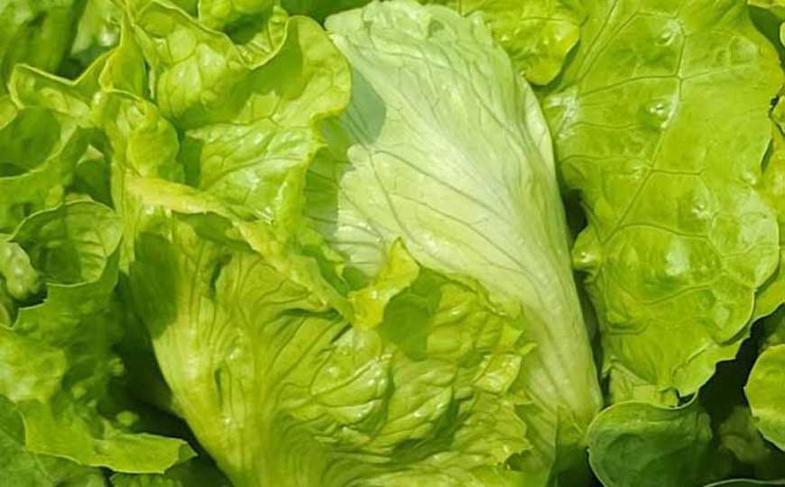 生菜的英文怎么读？