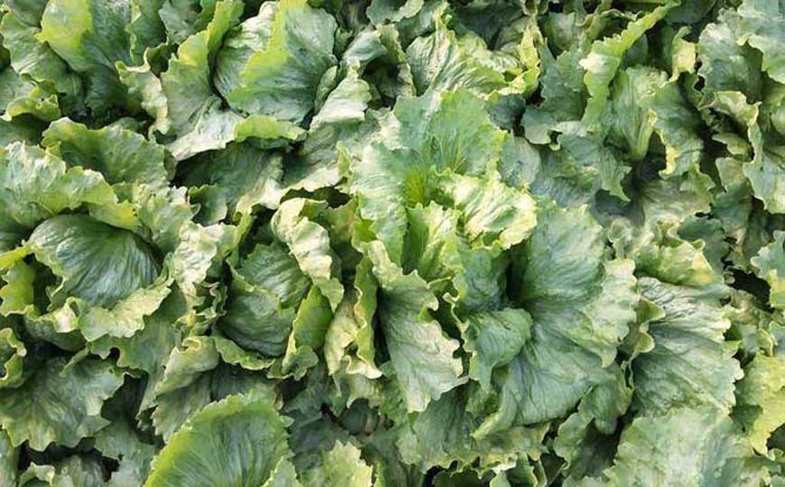 生菜种植技术及病害防治