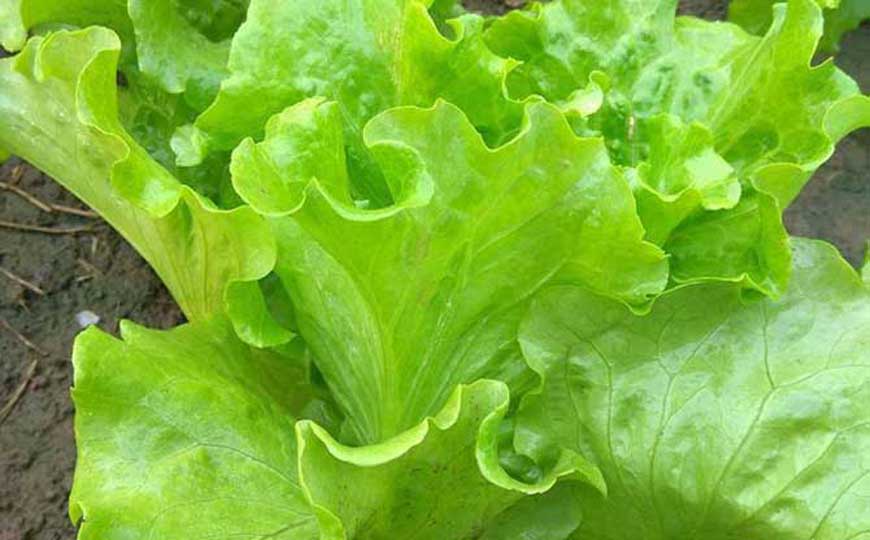 生菜生吃对身体有害吗？