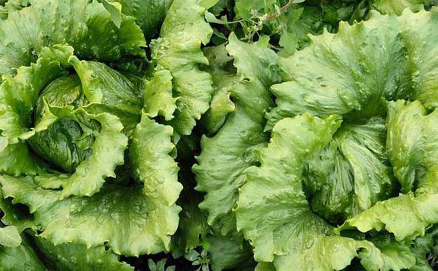 生菜和莴苣的区别