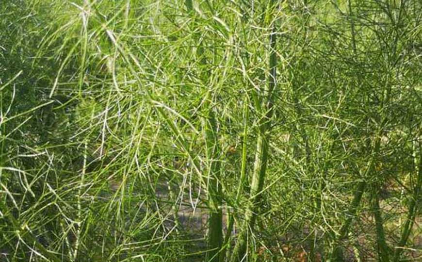 茴香和生菜哪个含盐量高？