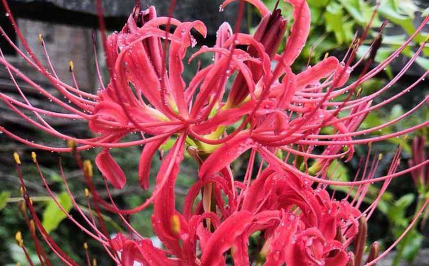 红花石蒜(彼岸花、曼珠沙华)