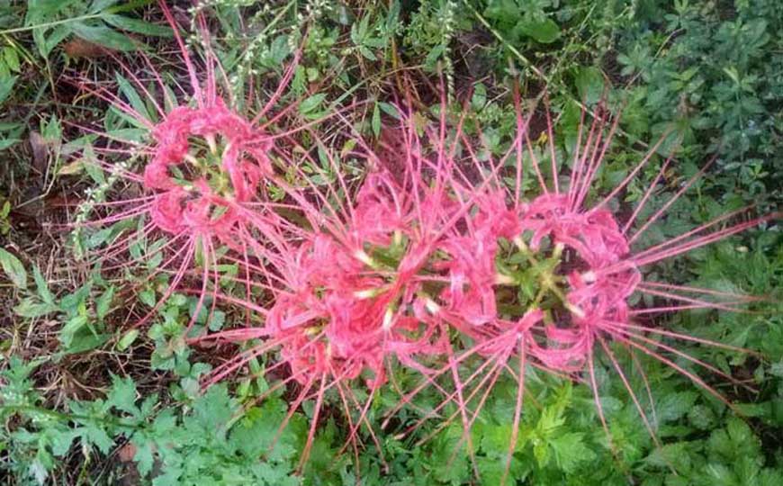 彼岸花是什么植物？