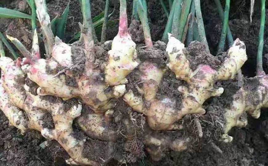 生姜产地在哪里？