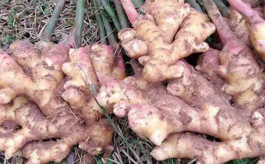 生姜价格多少钱一斤？