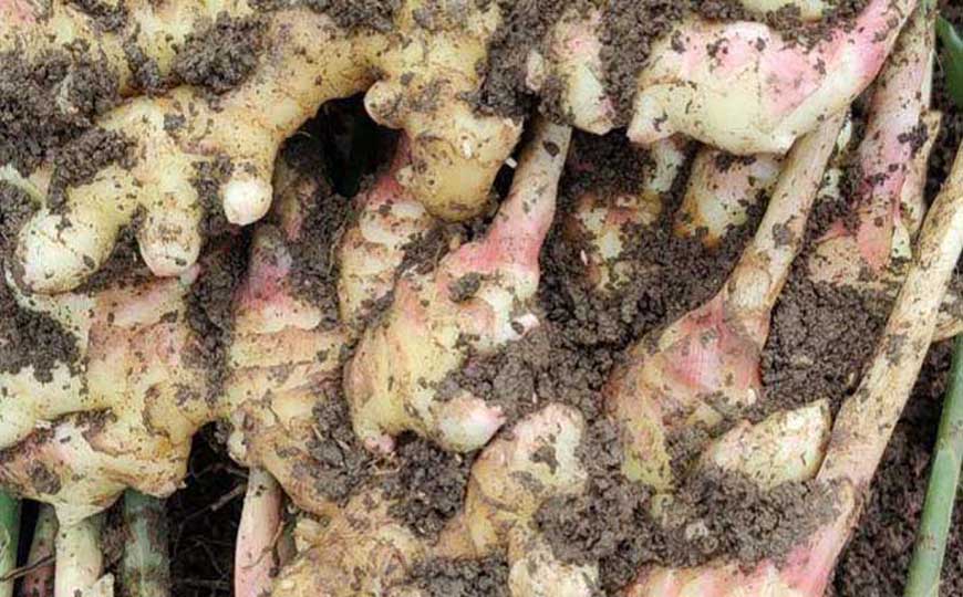 生姜种植技术及病害防治