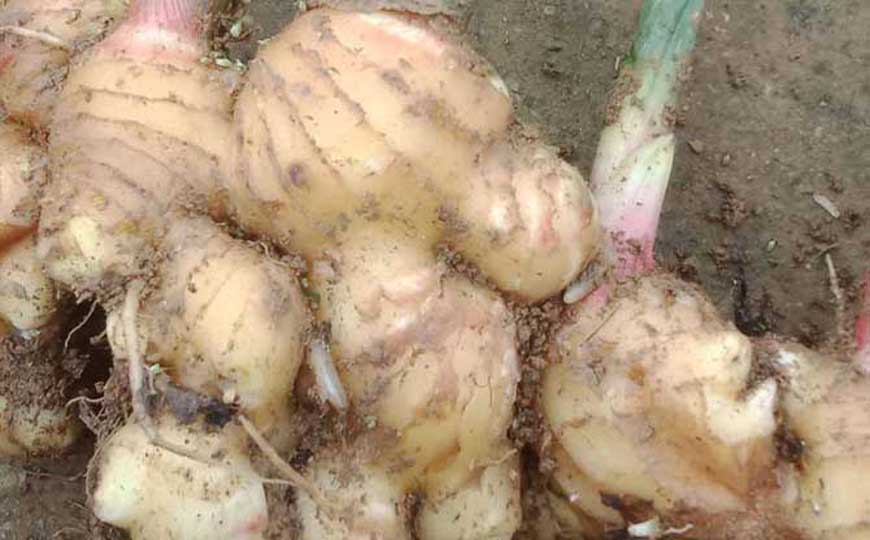 生姜和老姜的区别