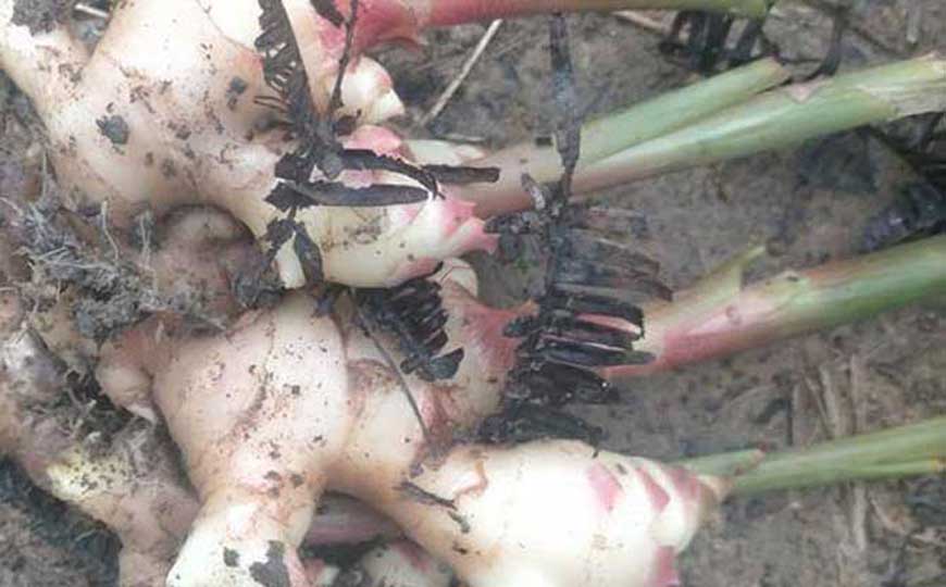 生姜可以生发吗？