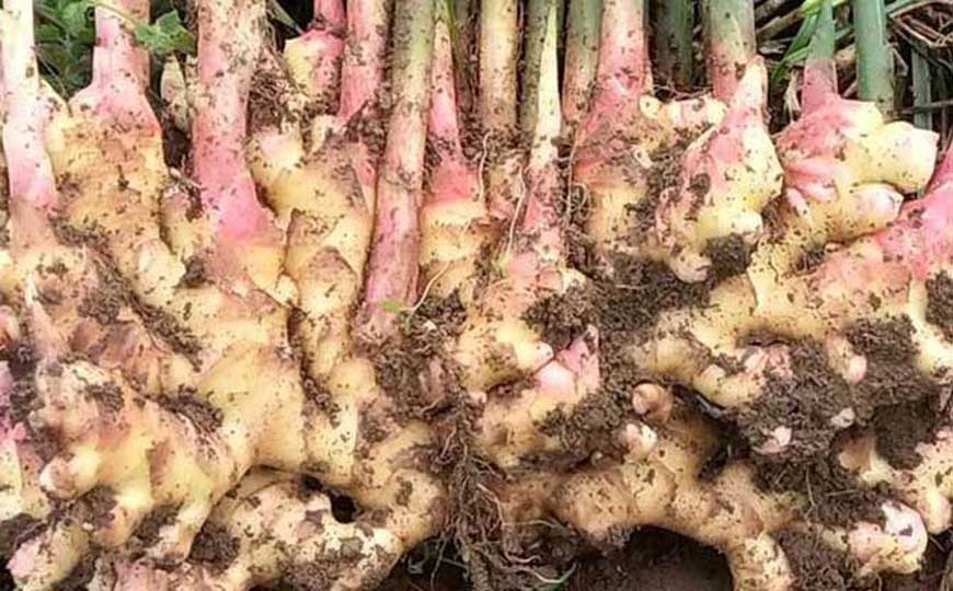 生姜治白发有效果吗？