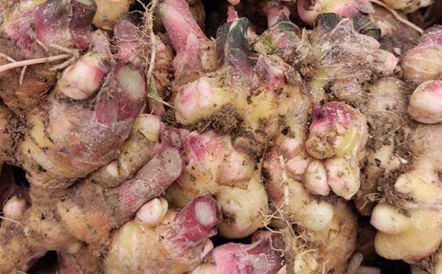 生姜治咳嗽一夜见效是真的吗？