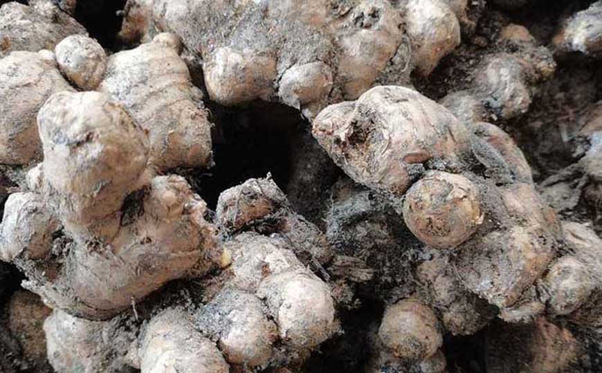 晚吃生姜似砒霜是什么意思？