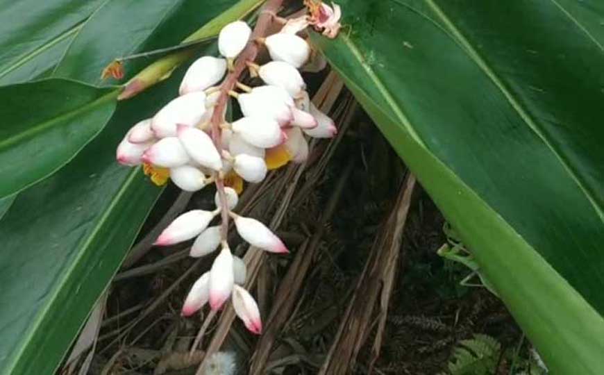 高良姜是什么植物？