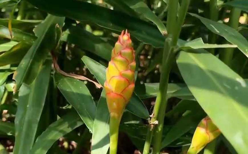 黄姜花是什么植物？