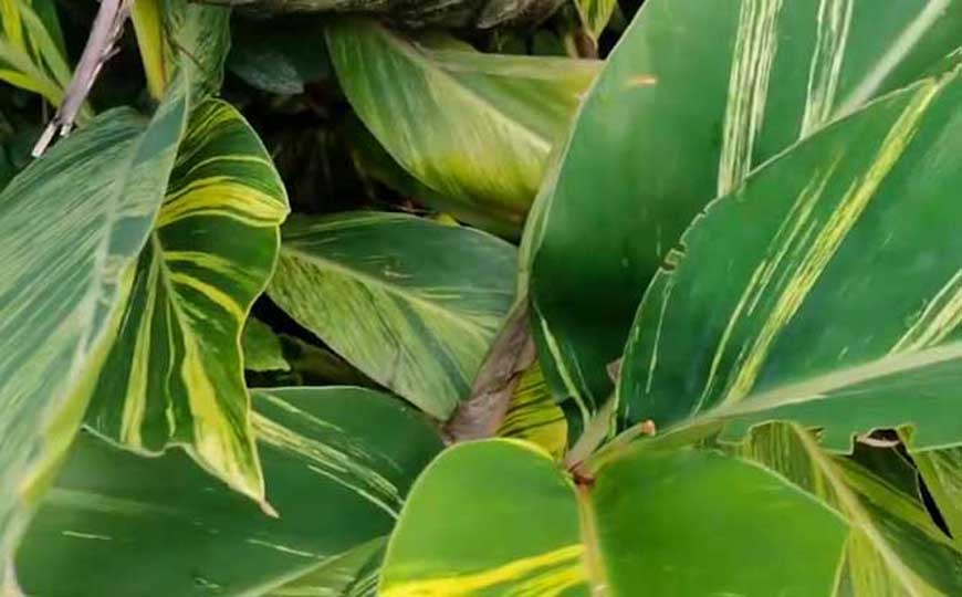 花叶良姜是什么植物？