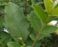 番石榴叶的功效与作用及禁忌人群
