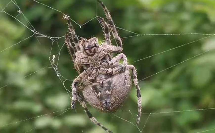 大腹园蛛是什么动物？
