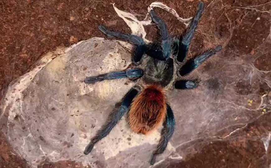 捕鸟蛛是什么动物？
