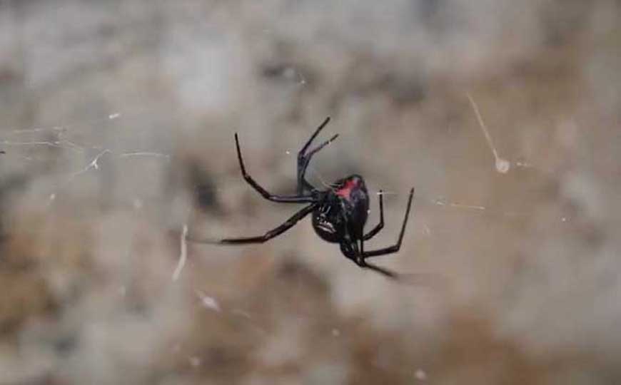 黑寡妇蜘蛛是什么动物？