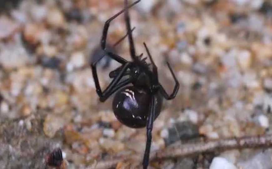 毒蜘蛛是什么动物？