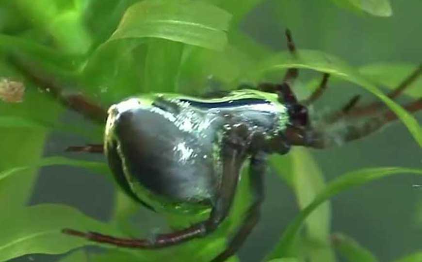 水蜘蛛有毒的吗？