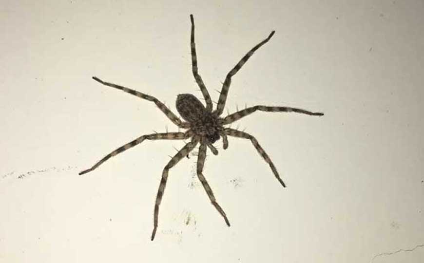 白额高脚蛛是什么动物？