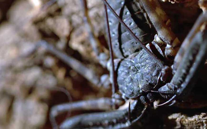 鞭蛛是什么动物？