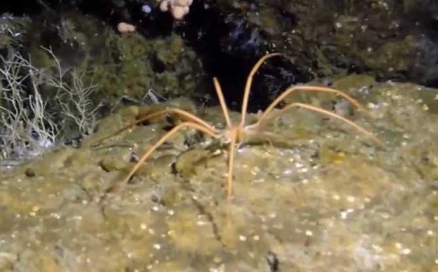 海蜘蛛是什么动物？