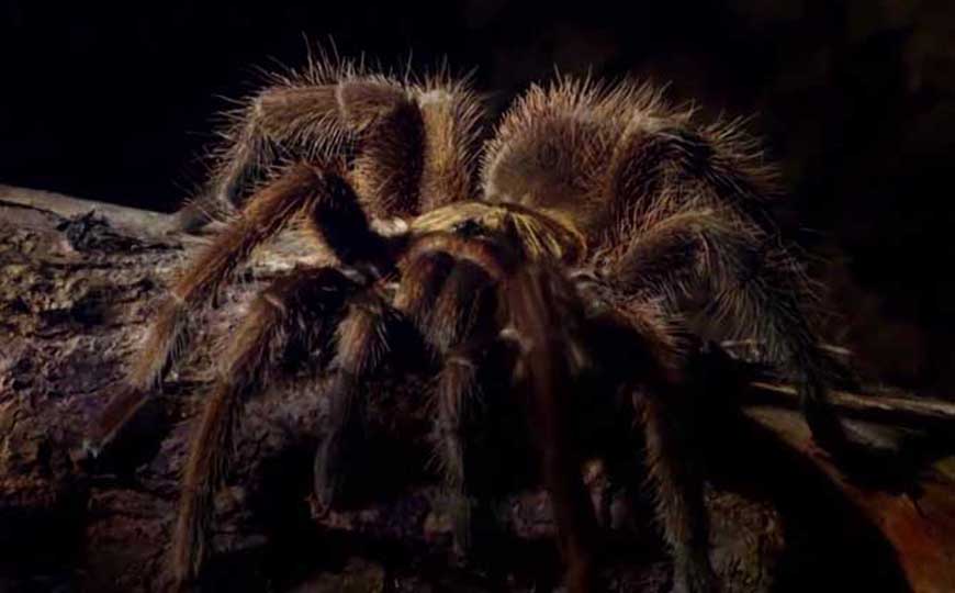 红玫瑰蜘蛛是什么动物？