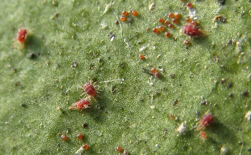 红蜘蛛是什么动物？