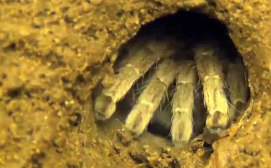 活板门蛛是什么动物？