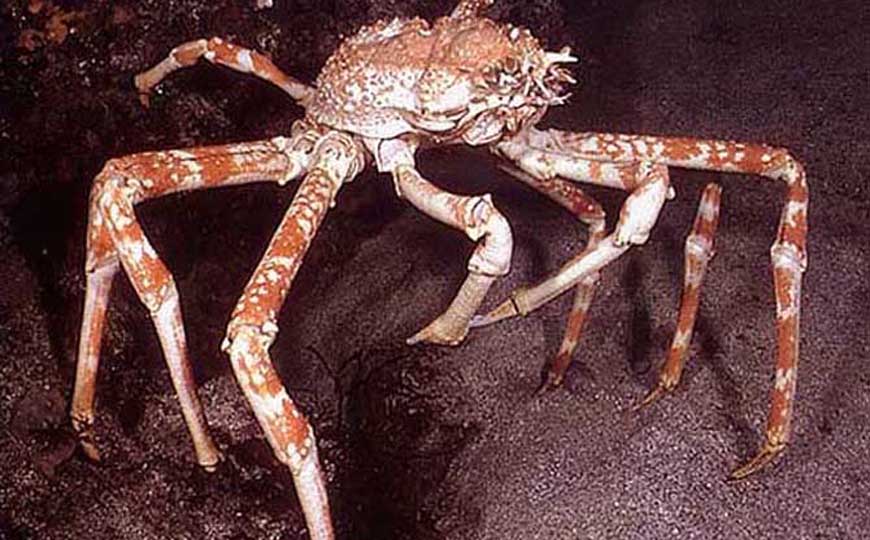 巨型海蜘蛛是什么动物？