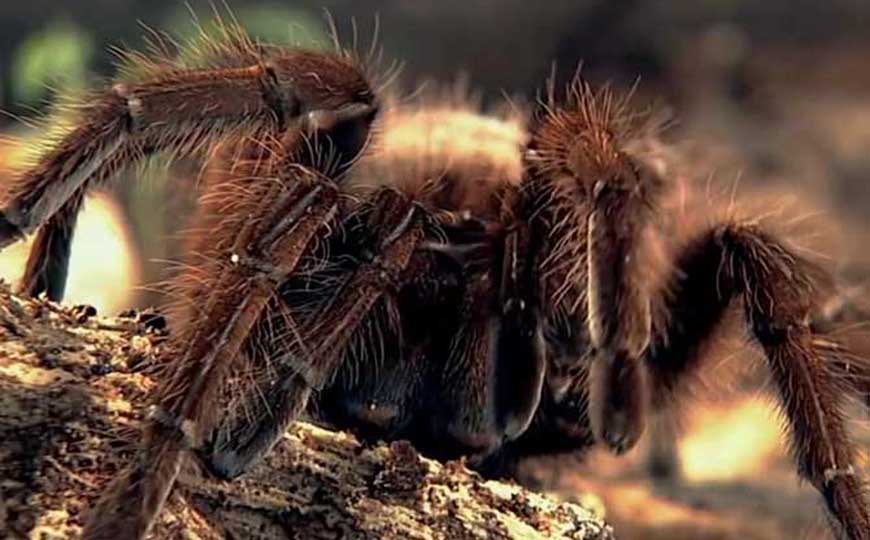 狼蛛是什么动物？