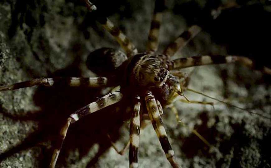 猎人蛛是什么动物？