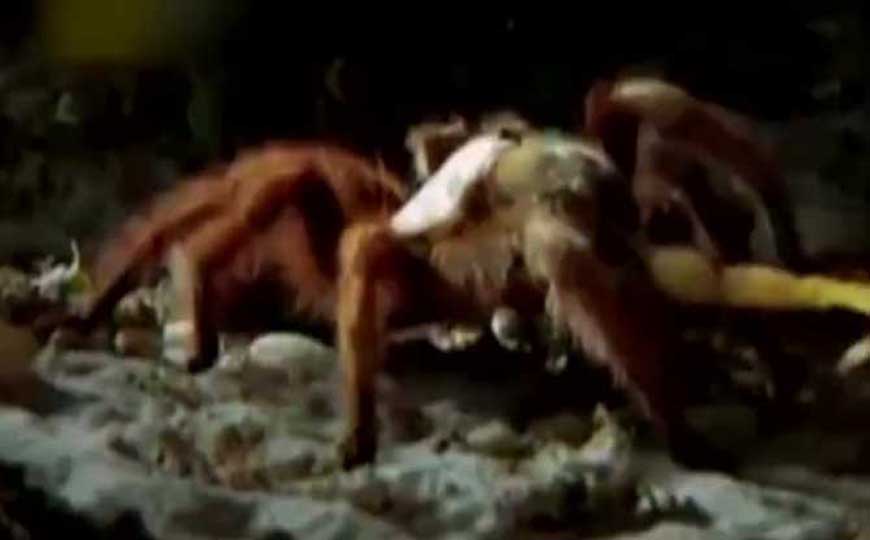 香蕉蜘蛛是什么动物？