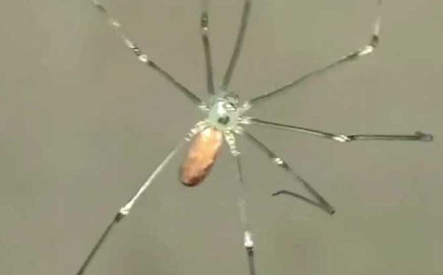 幽灵蛛是什么动物？