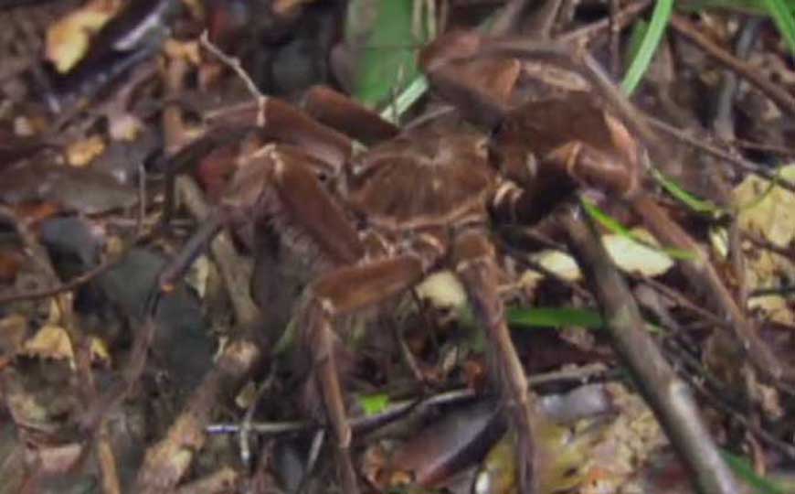 世界上最大的蜘蛛是什么蜘蛛？