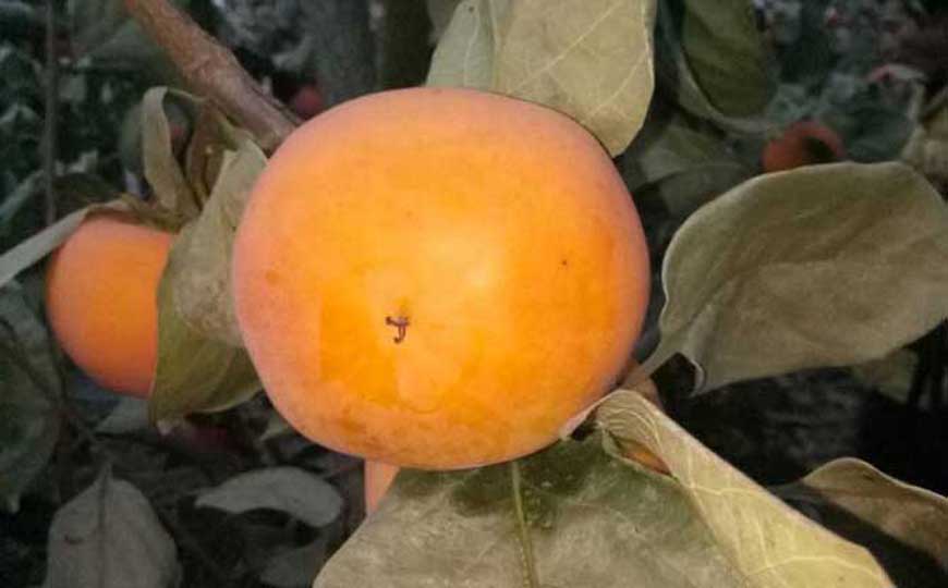 柿子树是什么植物？