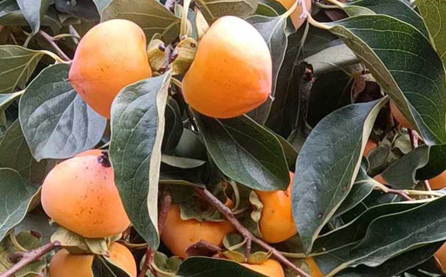 吃柿子有什么好处和坏处？