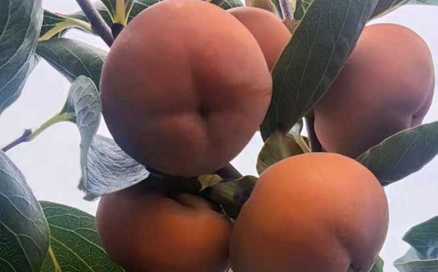 空腹吃柿子有什么危害？