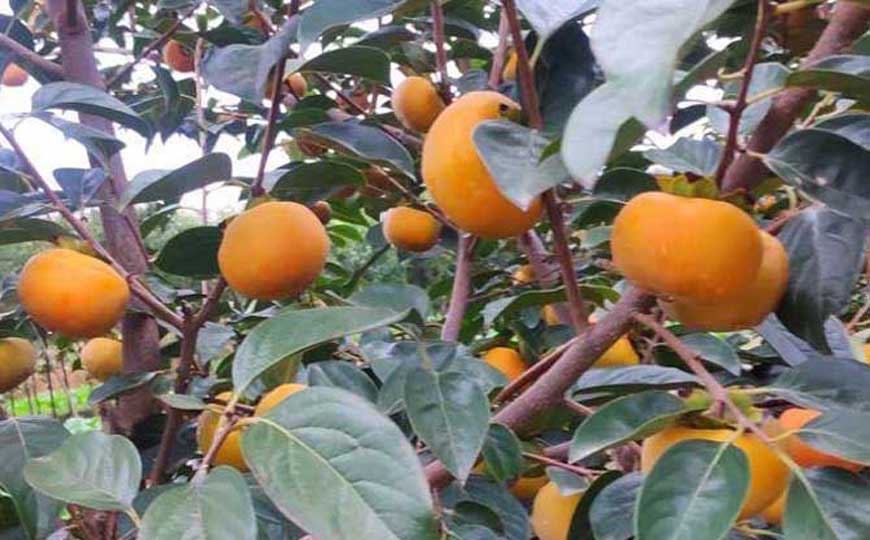 柿子不能和什么食物一起吃？