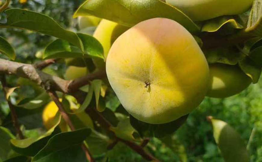 哪三种人不宜吃柿子？