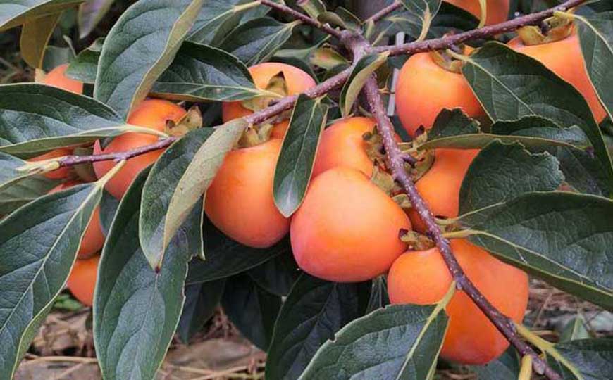 柿子和香蕉能一起吃吗？