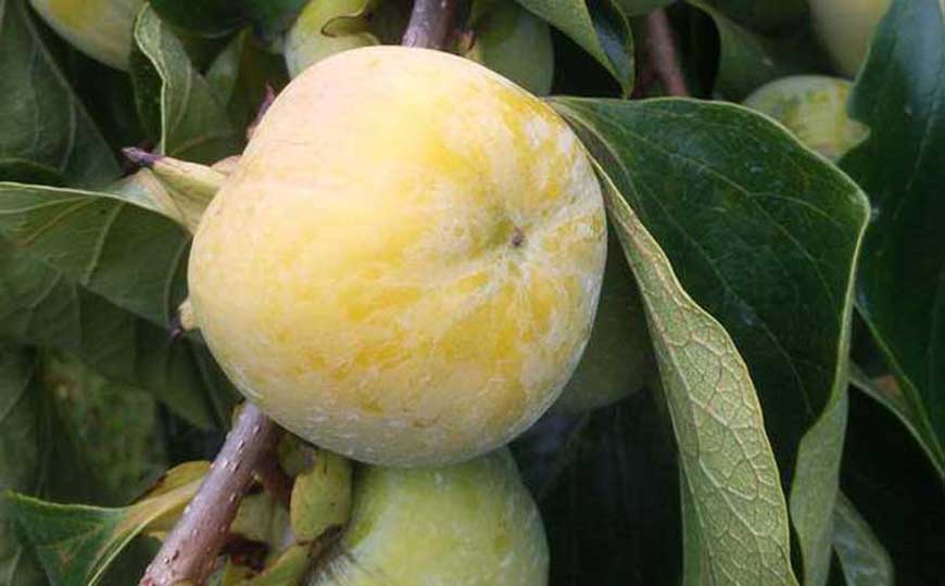 柿子是热性还是凉性？